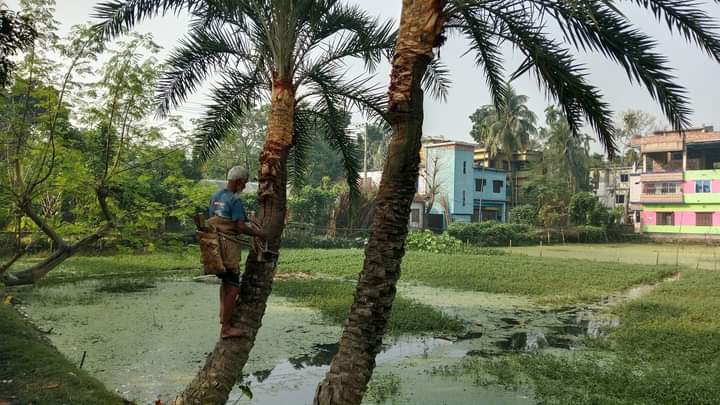 হারিয়ে যাচ্ছে যশোরের যশ খেজুরের রস গুড় পাটালি