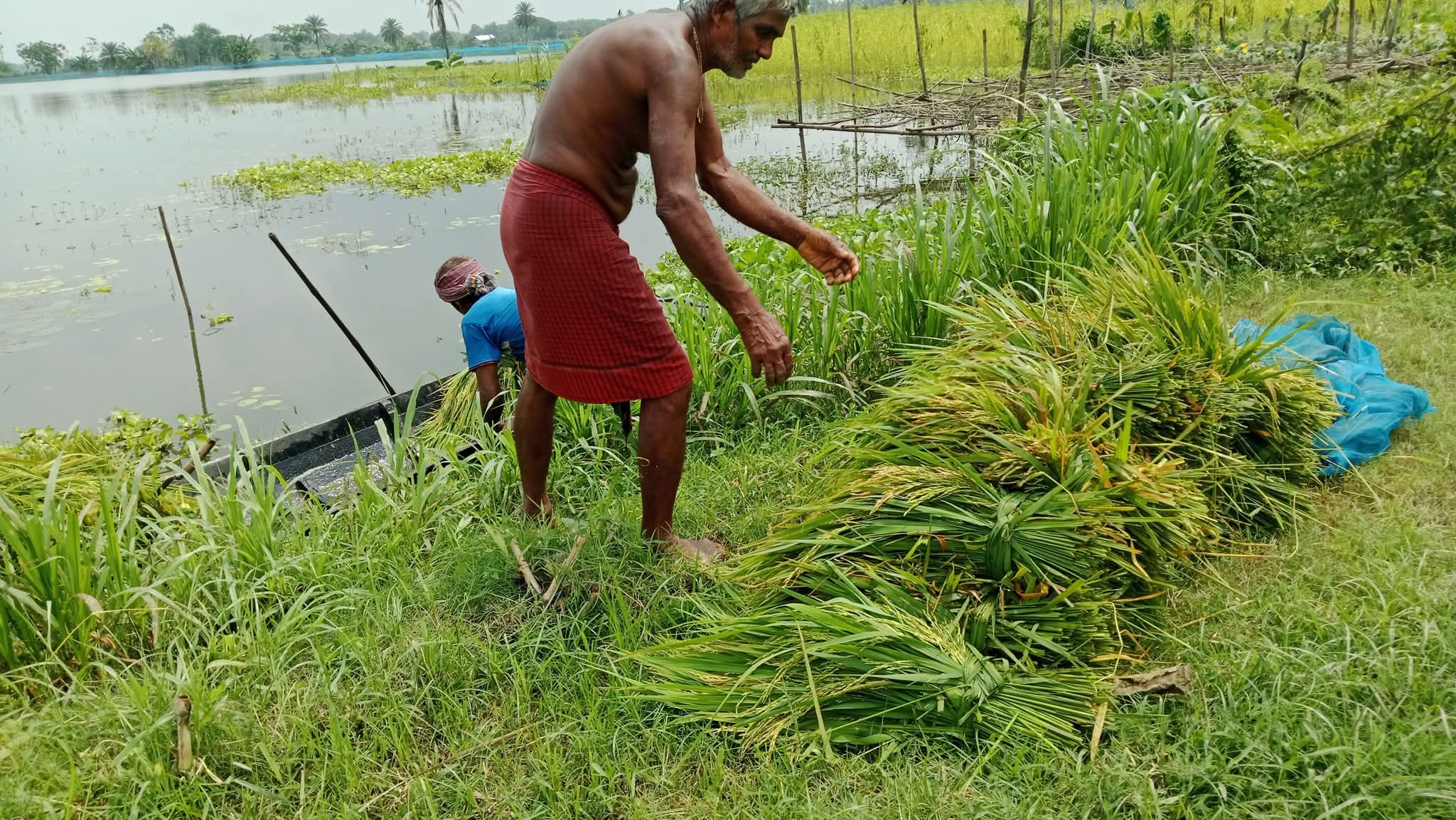 মণিরামপুরে আগাম বন্যায় তলিয়ে গেছে কৃষকের স্বপ্ন