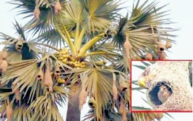 হারিয়ে যাচ্ছে ঐতিহ্যবাহী বাসা তৈরির সুনিপূণ কারিগর বাবুই পাখি 