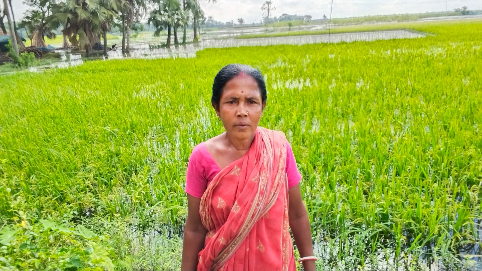 মনিরাপুরে তলিয়ে গেল কৃষকের কয়েক শ হেক্টর আমন ধানের খেত