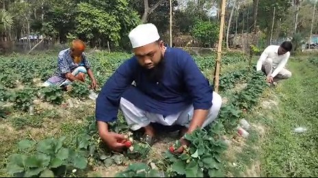 মনিরামপুরের ফল চাষী হাফেজ বিলাল এখন দৃষ্টান্ত