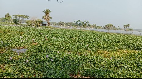 যশোরের মুক্তেশ্বরী যেন কচুরিপানার ভাগাড়