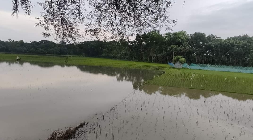 মনিরাপুরে তলিয়ে গেল কয়েক শ হেক্টর আমন খেত, কৃষকের মাথায় হাত